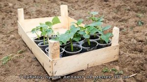 Какую температуру выдерживают кабачки в открытом грунте