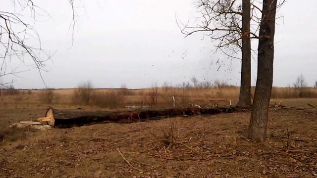 Зрізана тополя падає смотреть онлайн