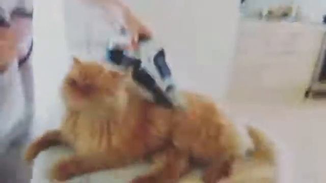 Что будет, если погладить кота утюгом смотреть онлайн