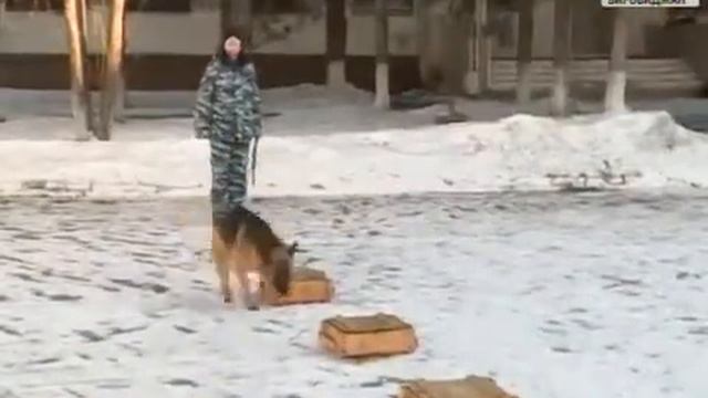 Символ 2018 года — Пёс — верный друг и помощник полицейского ЕАО смотреть онлайн