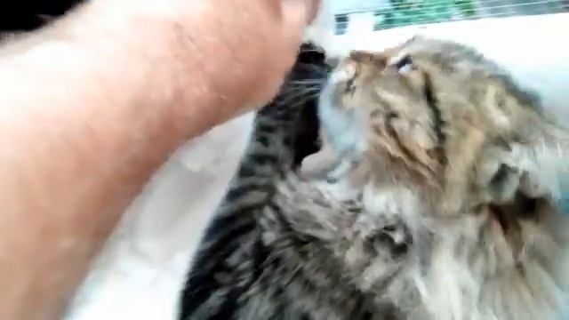 Кот против валерианы .