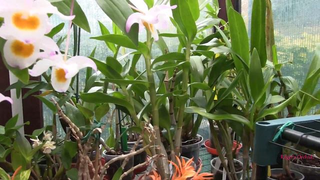 Every Orchid from the House is Back in the Growroom смотреть онлайн