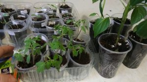 Почвобрикет от БиоМастера.Плюсы и минусы.Томаты от фирмы Семена Алтая- как взошли?