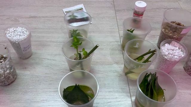 Сравнение укоренителей. Укоренение мирта, укоренение сансевиерии листом . смотреть онлайн