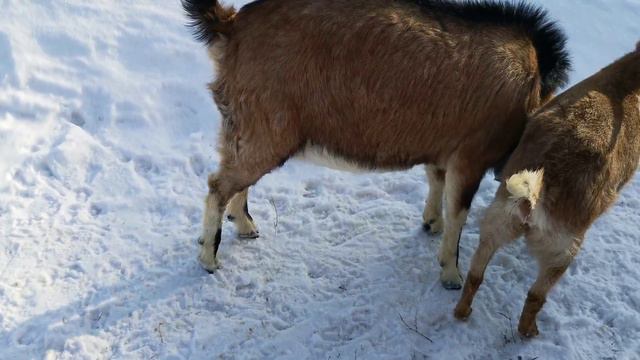 И снова здравствуй козёл 🤭 смотреть онлайн
