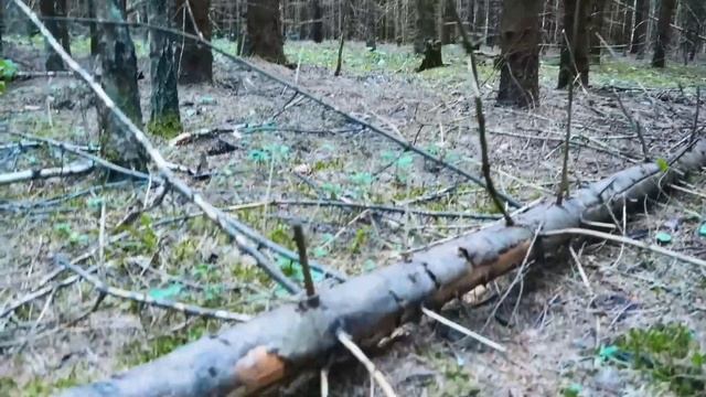 Две корзины белых грибов в начале июля 2019! Ретикулятусы, эдулисы. Грибы Калужской области