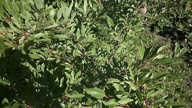 Гибрид.Сливово Вишнёвый. Пирамидальный и Мейнор. Кузбасс.Сибирь . смотреть онлайн