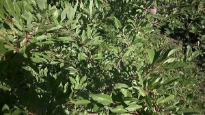 Гибрид.Сливово Вишнёвый.  Пирамидальный и Мейнор. Кузбасс.Сибирь    .