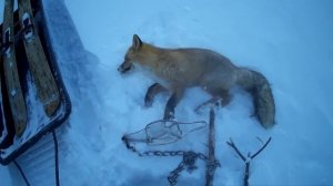 Удачная Охота на лису капканами/Сезон 21-22. Проверяю капканы.