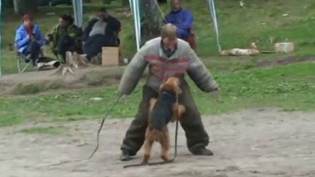Mondioring - training of dogs смотреть онлайн