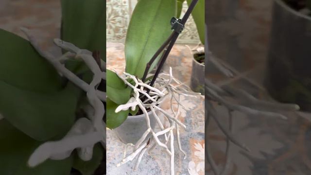 Обзор орхидей в наличии. Москва, м Пролетарская. смотреть онлайн