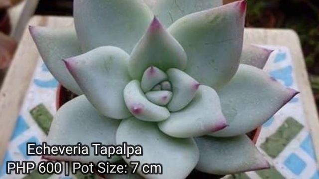 Imported Succulents for Sale ?? Pre-order ETA: Last week of May 2021 смотреть онлайн