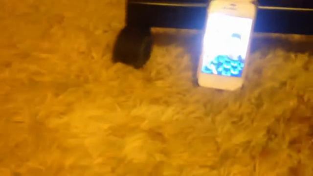 Неделя ВЛОГОВ💖 День 6😜 Суббота🍪 17.12.16.😊 смотреть онлайн