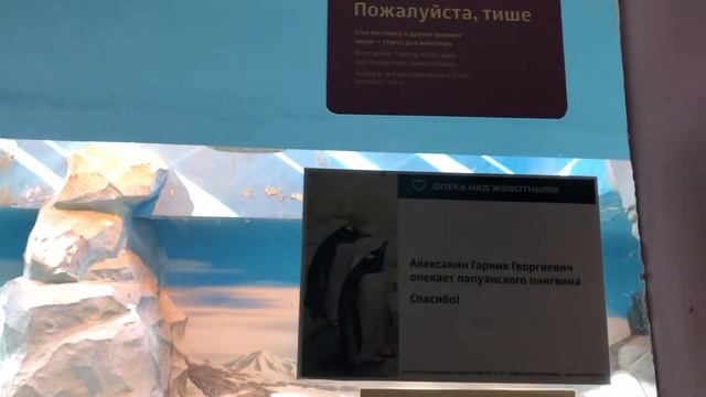 Мск зоопарк. Пингвины. 23/08/20 смотреть онлайн