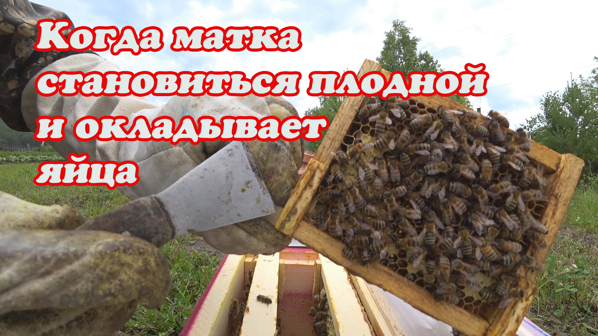 ЧЕРЕЗ КАКОЕ ВРЕМЯ МАТКА ОТКЛАДЫВАЕТ ПЕРВЫЕ ЯЙЦА ПОСЛЕ ВЫХОДА ИЗ МАТОЧНИКА, МОИ НАБЛЮДЕНИЯ. смотреть онлайн