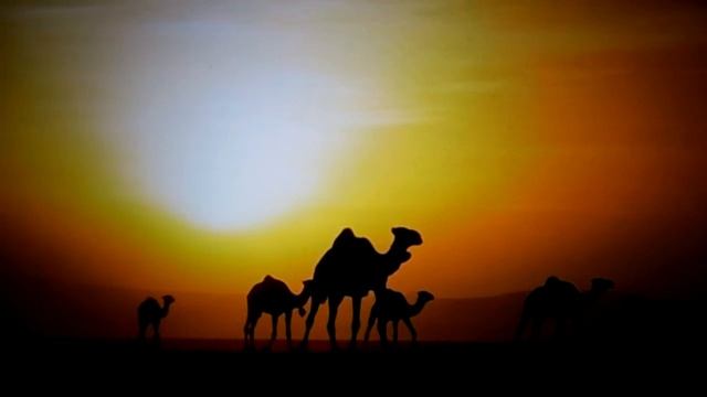 Velbloud jednohrbý (Camelus dromedarius) смотреть онлайн