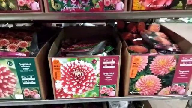 ОБИ. ВЕСНА 2022,ГЛАДИОЛУСЫ, ГЕОРГИНЫ, В УПАКОВКАХ, 5.01.2022 смотреть онлайн