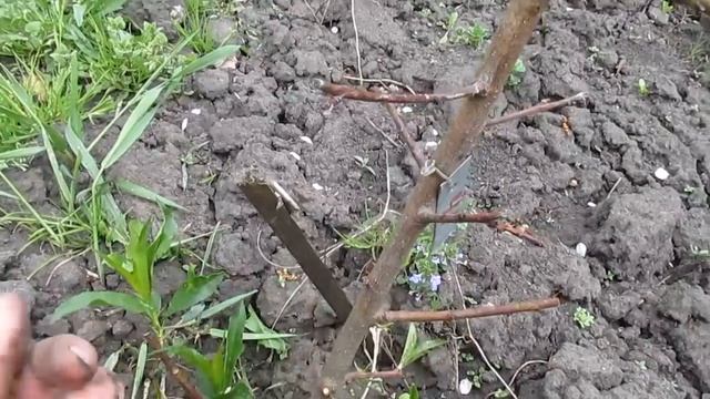 ЕСЛИ ПОДМЁРЗ ПЕРСИК. Востановление молодого персика. смотреть онлайн