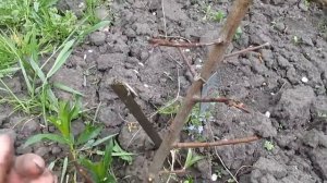 ЕСЛИ ПОДМЁРЗ ПЕРСИК. Востановление молодого персика.