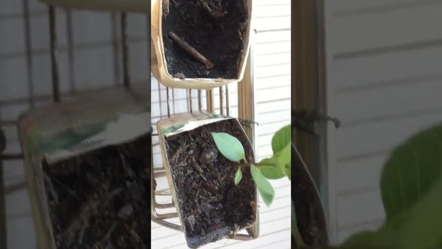 Как растут фисташки