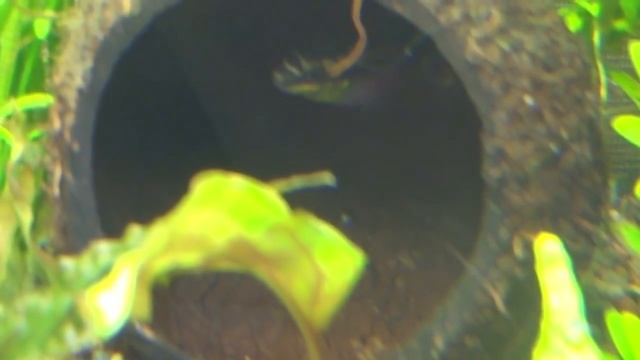 Нерест попугайчиков пульхера от икринки до рыбки в одном видео!) смотреть онлайн