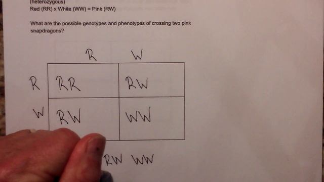 Incomplete Dominance and Codominance Punnett Squares ( Setting up,Solving) смотреть онлайн