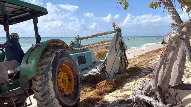 Seaweed | Punta Cana | Riviera Maya | Clear beaches | La Romana смотреть онлайн