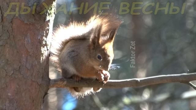 FZ Live - ДЫХАНИЕ ВЕСНЫ. СЪЕМКА С РУК. 50-кратное увеличение смотреть онлайн