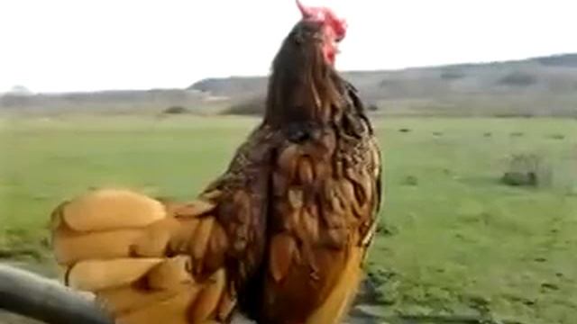 порода кур сибрайт золотой.петушок золотой гребешок)chicken egg смотреть онлайн