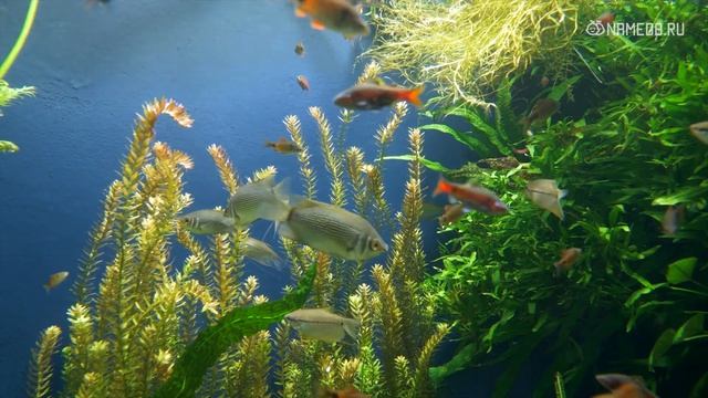 Имена мужчин, которые слишком сильно любят женское внимание смотреть онлайн