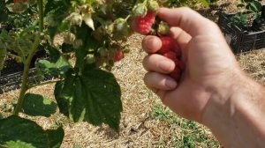 Малина сорт Гусария.Первые ягоды.