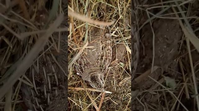 Shorts #Самка Серой куропатки смотреть онлайн