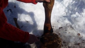 Опаливаем на костре говяжьи ноги для холодца