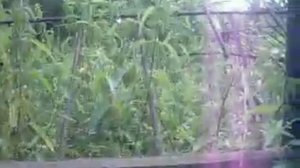 Обзор живо-ловушки на кабана