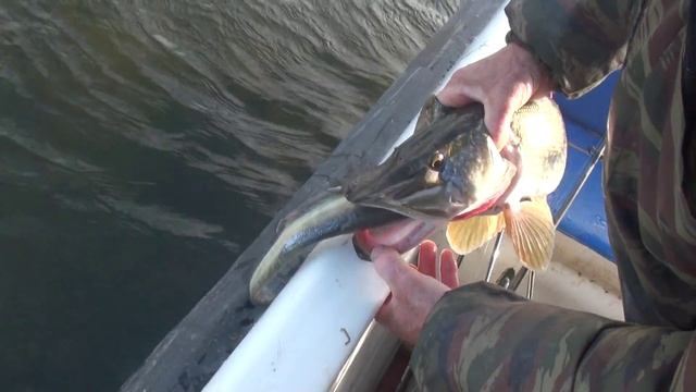 Видео о рыбалке на щуку в Астрахани осенью. Нереальный щучий жор. смотреть онлайн