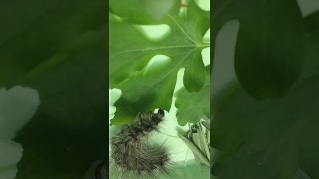 Гусеница кушает