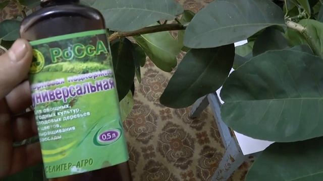 Как вырастить комнатные цветущие и плодоносящие лимоны. смотреть онлайн