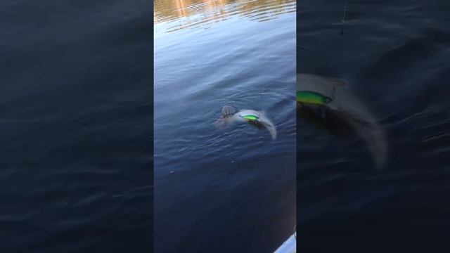 Зачем подсак? спросил судак смотреть онлайн