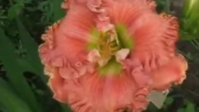 Лилейник daylily PISTACHIO EYES смотреть онлайн