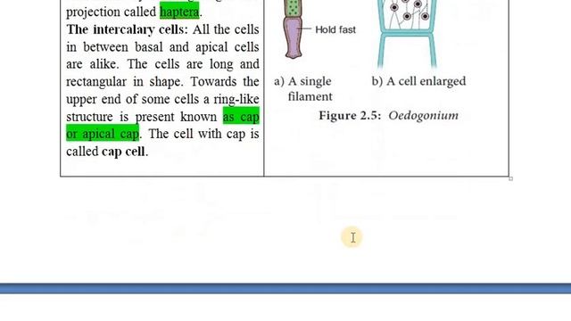 Oedogonium Part I Thallus, Cell division смотреть онлайн