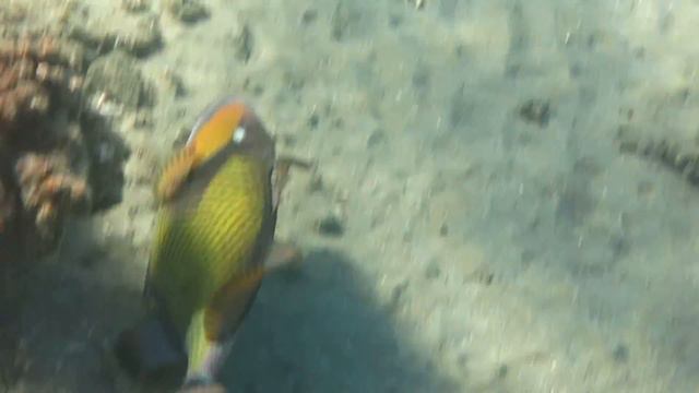 Титановый спинорог смотреть онлайн