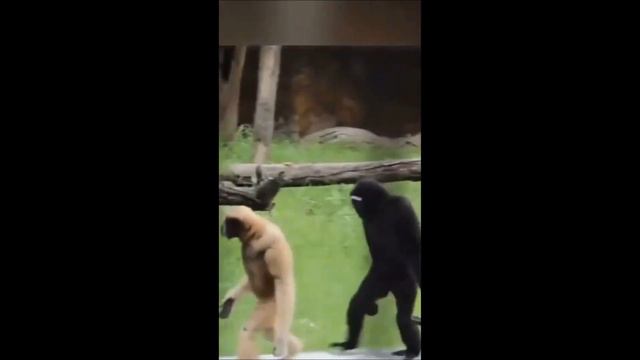 прикольные животные в тик ток#5 смотреть онлайн