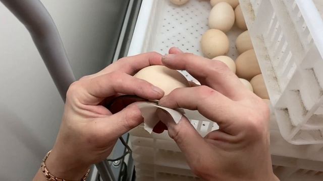 ИНКУБАЦИЯ БРОЙЛЕРА АРБОР / Новый поставщик? смотреть онлайн