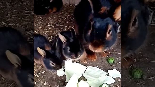 Огнено чёрные кролики. Молодые смотреть онлайн