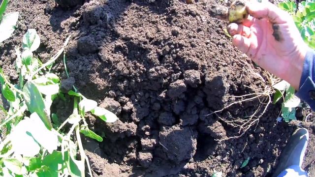 Второй урожай молодой картошки. Результат эксперимента. смотреть онлайн