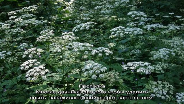 Как вывести сныть: самые эффективные способы смотреть онлайн