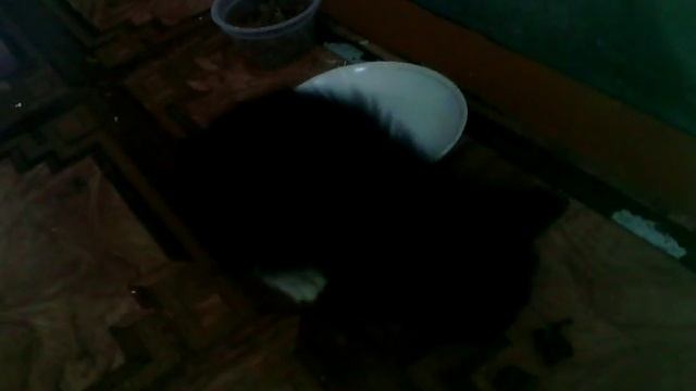Котёнок боится пылесоса) смотреть онлайн