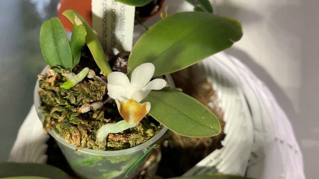Цветение миниатюрных фаленопсисов (Phalaenopsis Deliciosa Subsp. Hookeriana и Phalaenopsis Lobbii)