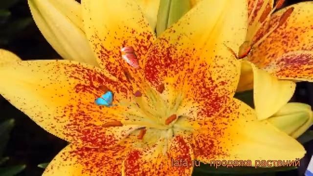 Лилия азиатская горшечная (lilium Asiatic Tiny Nugget) ? лилия обзор: как сажать луковицы лилии