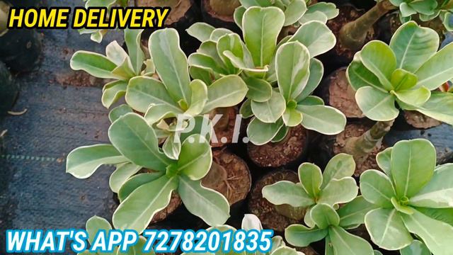 Adenium variegated plant...#adenium #variegated #seed смотреть онлайн